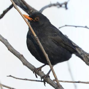 Eurasian Blackbird