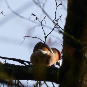 Hawfinch