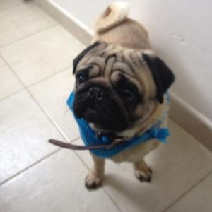 Unknown Breed
