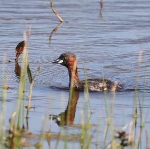 Little Grebe