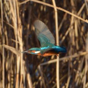 Common Kingfisher