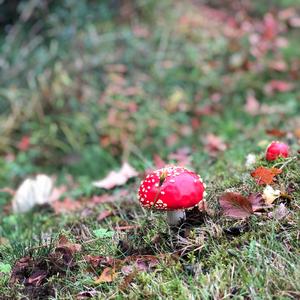 Fly Agaric