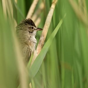 Great Reed-warbler