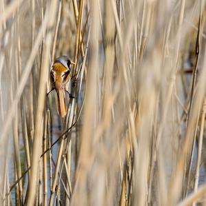 Bearded Parrotbill