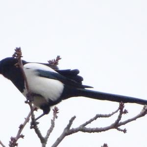 Black-billed Magpie