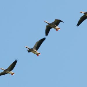 Greylag Goose