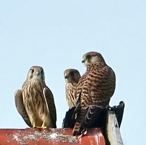 Common Kestrel