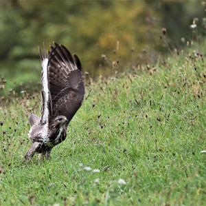 Mäusebussard