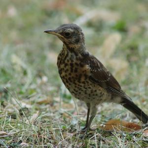 Fieldfare