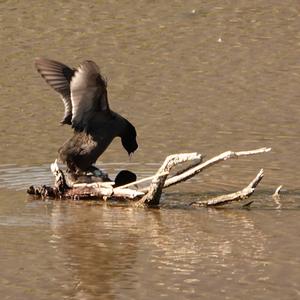 Common Coot