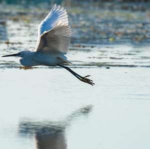 Little Egret