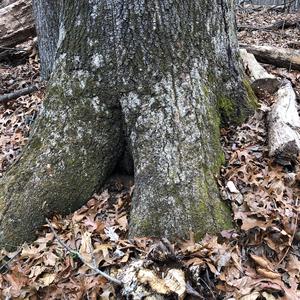 Hen-of-the-Woods