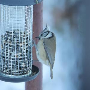 Crested Tit