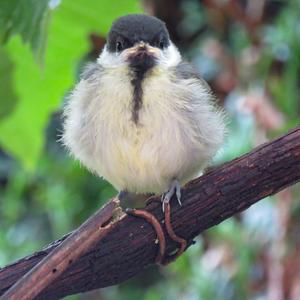 Great Tit