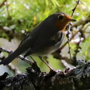 European Robin