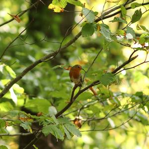 European Robin