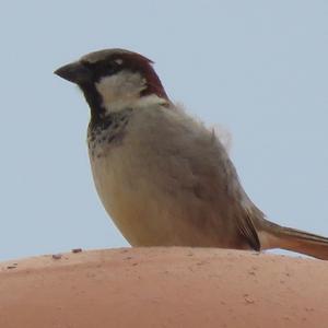 House Sparrow