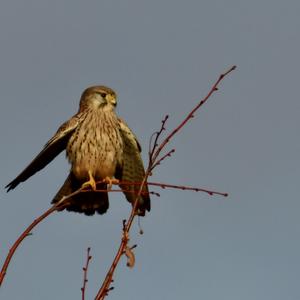 Common Kestrel