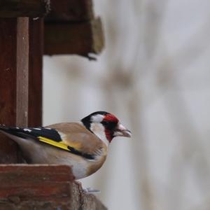 European Goldfinch