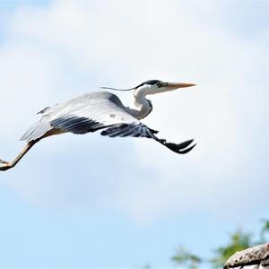 Grey Heron