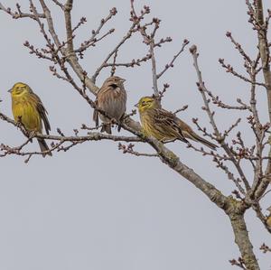 Pine Bunting