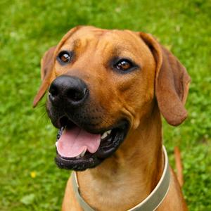 Rhodesian Ridgeback