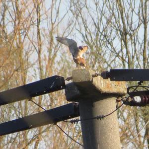 Common Kestrel