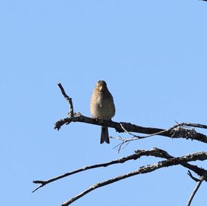 Eurasian Chaffinch