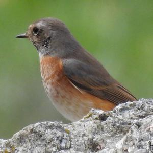 Common Redstart