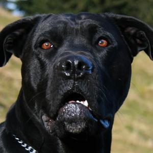 Cane Corso