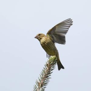 European Greenfinch