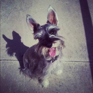 Unknown Breed