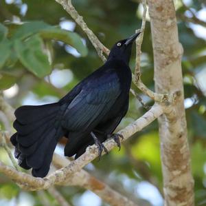 Greater Antillean Grackle