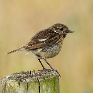 European stonechat