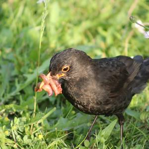 Eurasian Blackbird