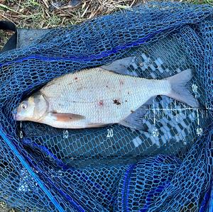 Freshwater bream