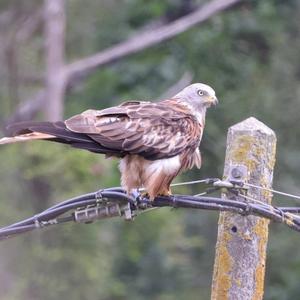 Red Kite