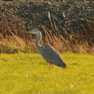 Grey Heron