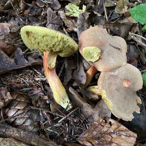 Red-cracked Bolete