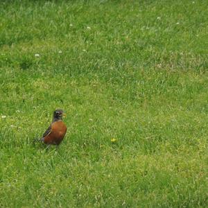 American Robin