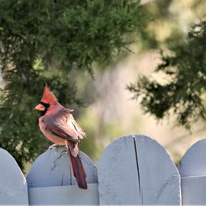 Northern Cardinal