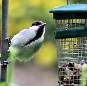 Great Tit