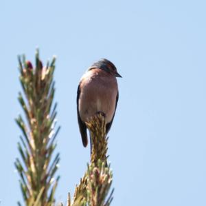 Eurasian Chaffinch