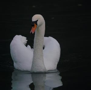 Mute Swan