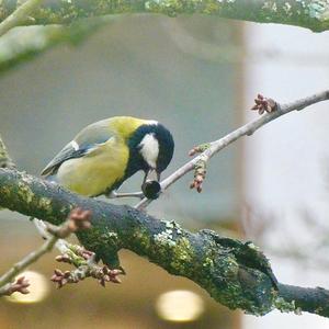 Great Tit