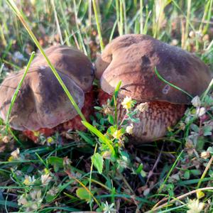 Lurid Bolete