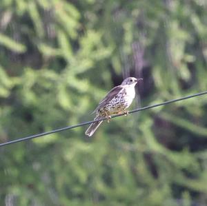 Mistle Thrush