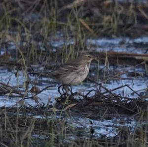 Water Pipit