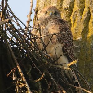 Common Kestrel