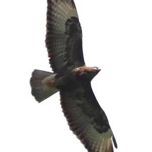 Common Buzzard